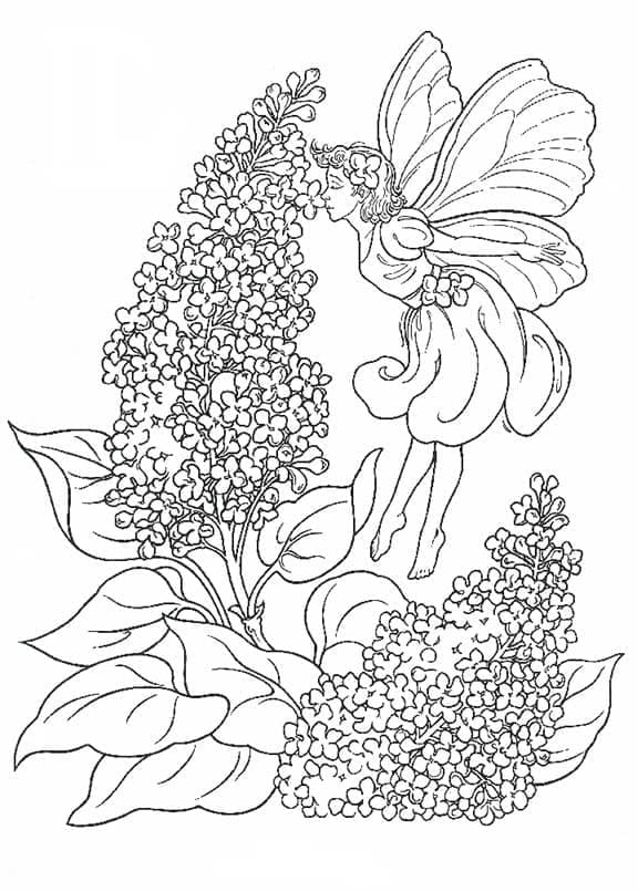 Lavender coloring pages