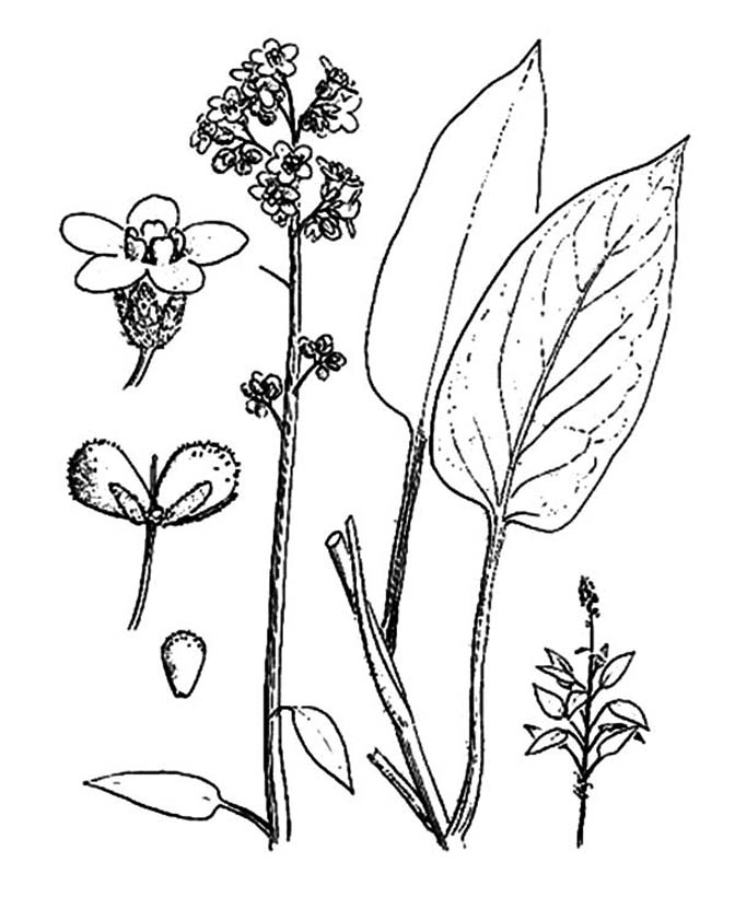 Lavender coloring pages