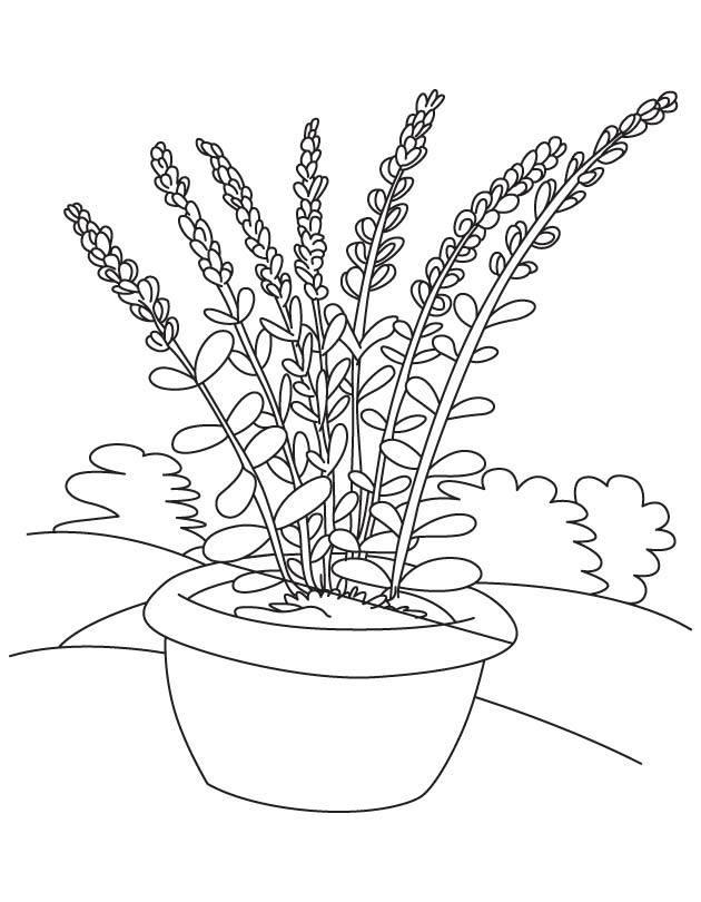 Lavender coloring pages