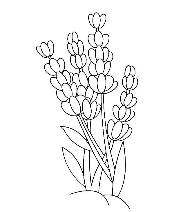 Lavender flower lavender flower outline coloring pages flower coloring pages flower drawing tutorials flower drawing