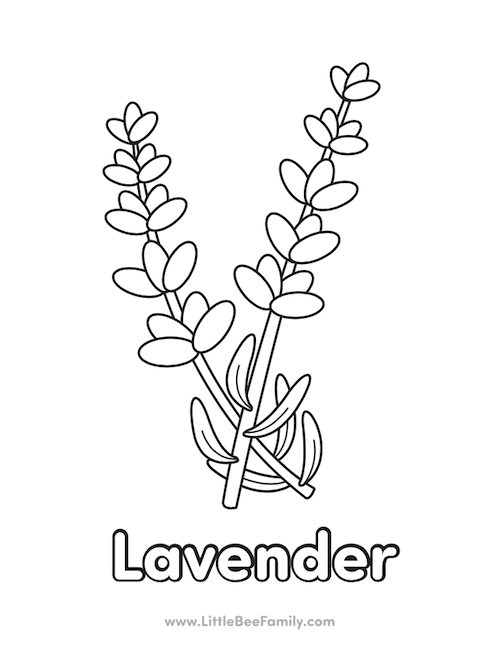 Lavender coloring page