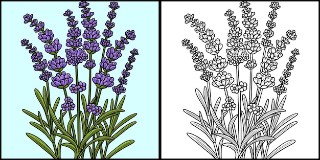 Premium vector lavender flower coloring page colored illustration