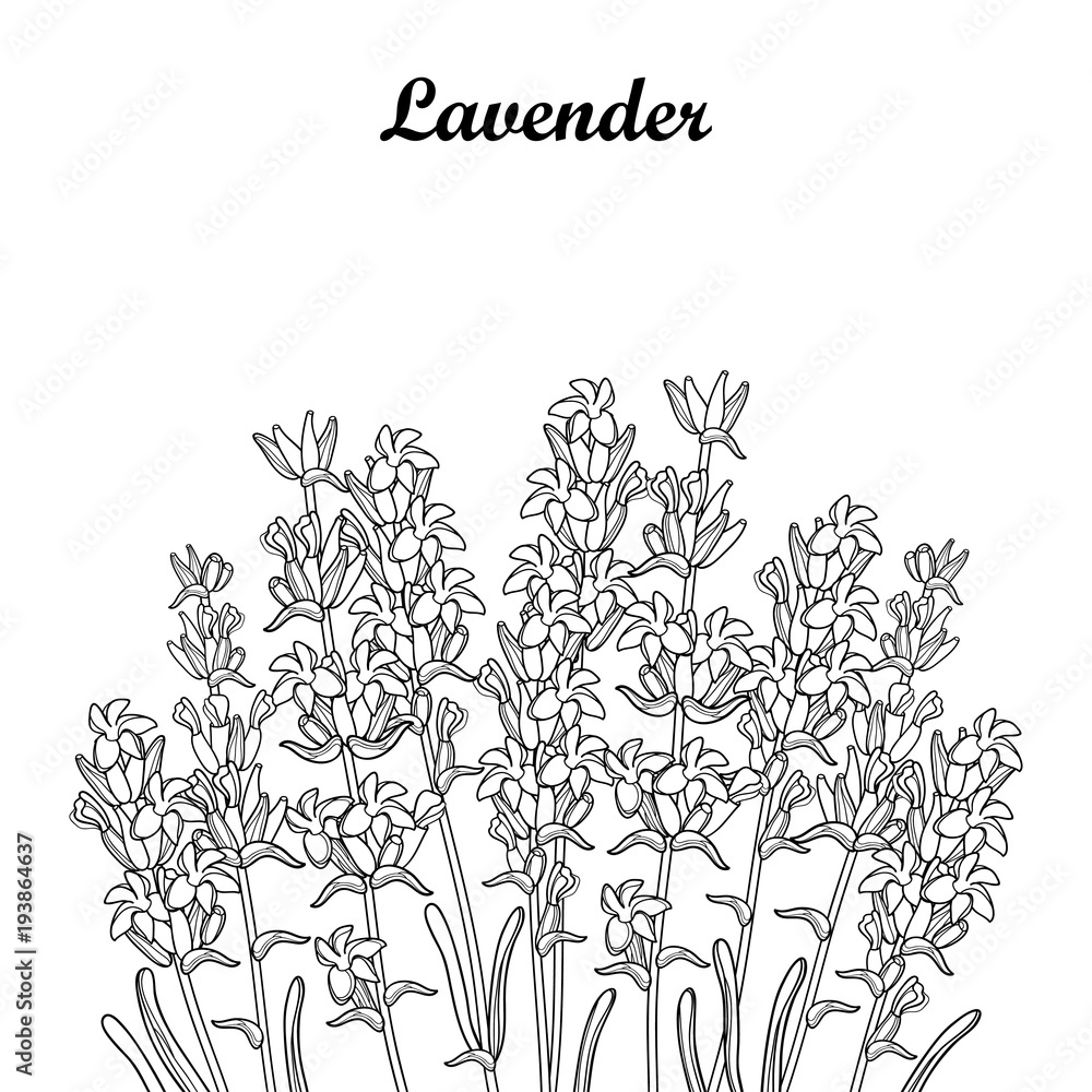 Vector bouquet with outline lavender flower bunch bud and leaves in black isolated on white background ornate perfume lavender herb in contour style for summer design and coloring book vector