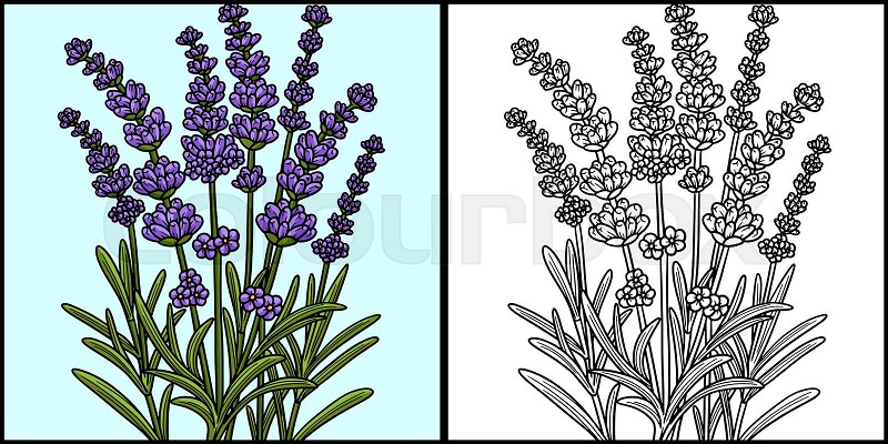 Lavender flower coloring page colored illustration stock vector