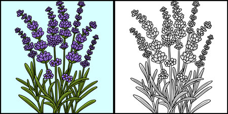 Lavender flower coloring page colored illustration