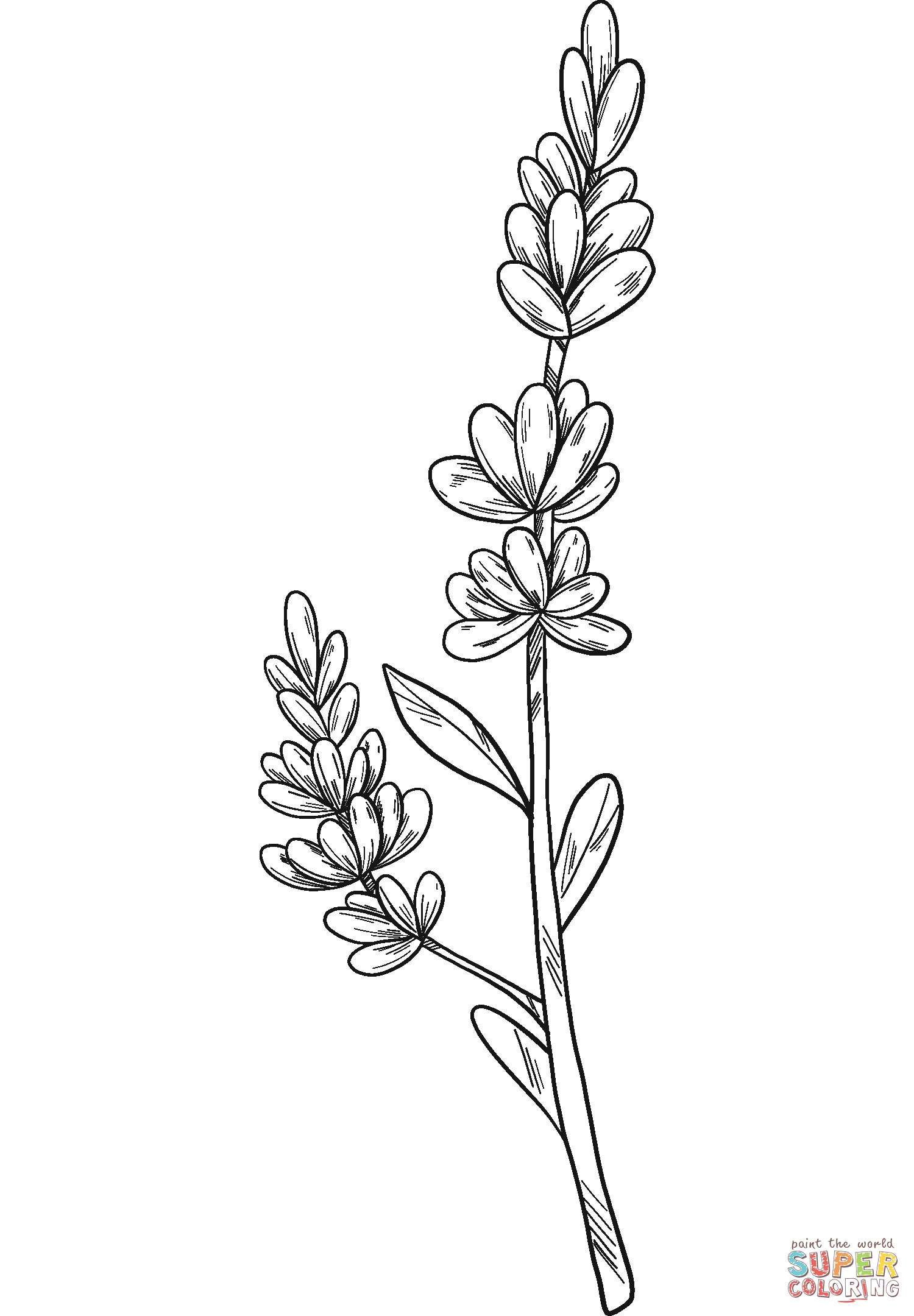 Lavender coloring page free printable coloring pages