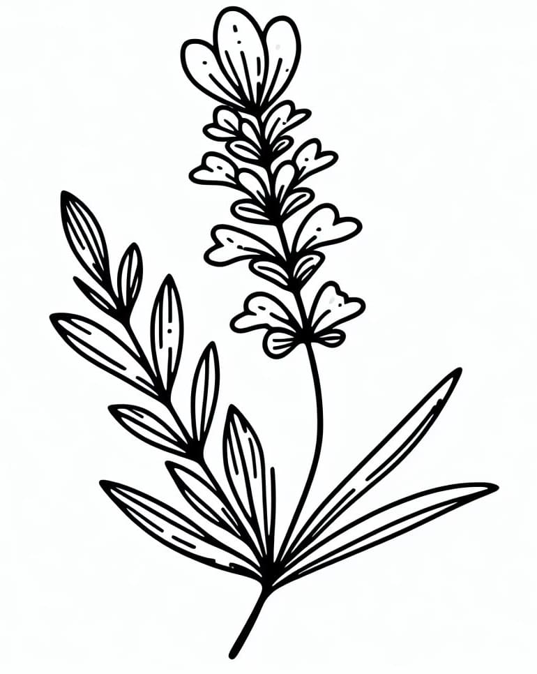 Lavender flower coloring page