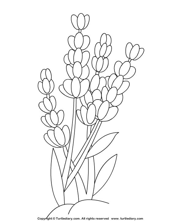 Lavender coloring sheet flower drawing flower coloring pages coloring pages