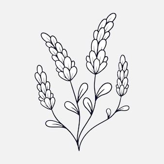 Lavender coloring page vectors illustrations for free download