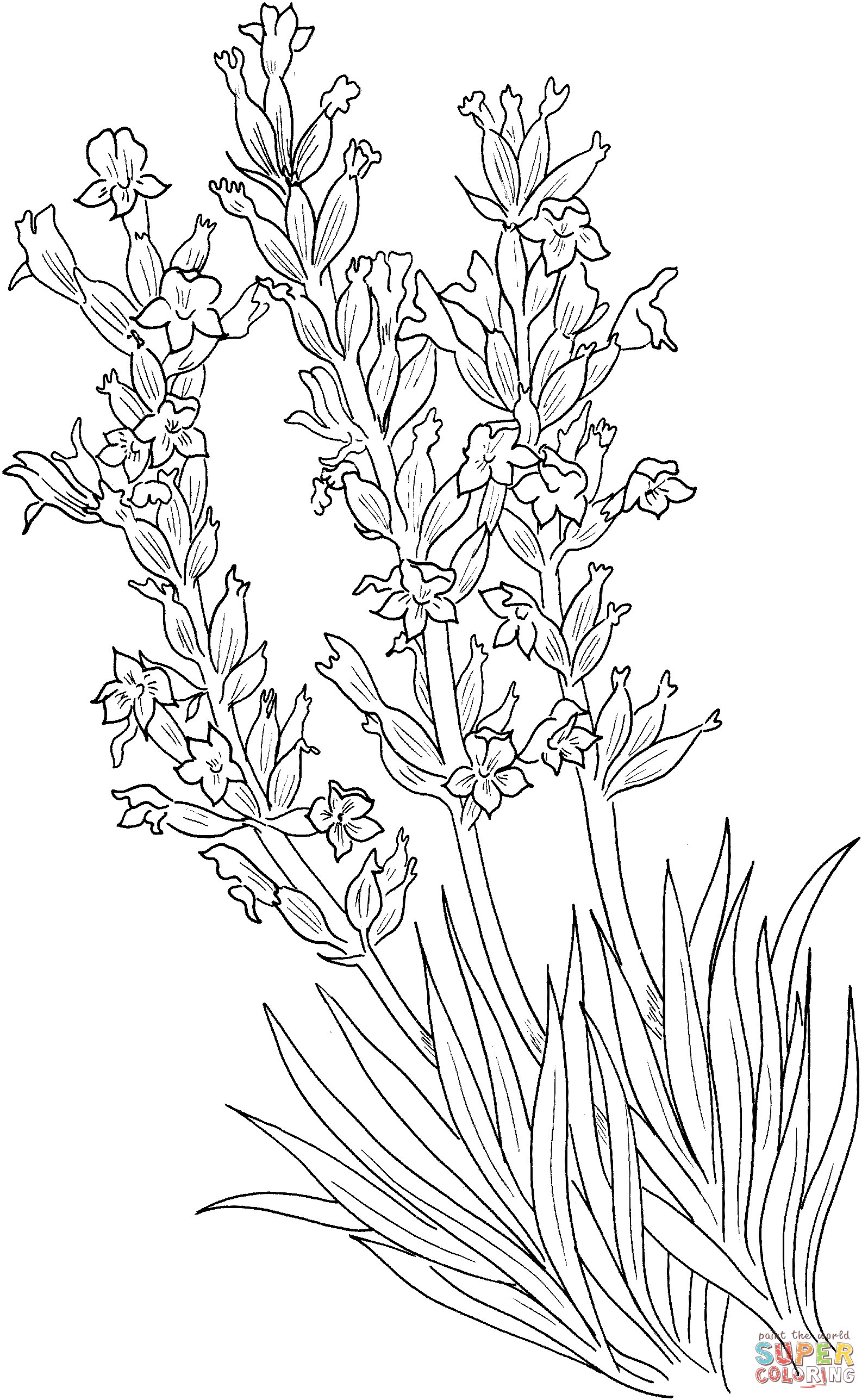 Lavandula angustifolia or mon lavender coloring page free printable coloring pages