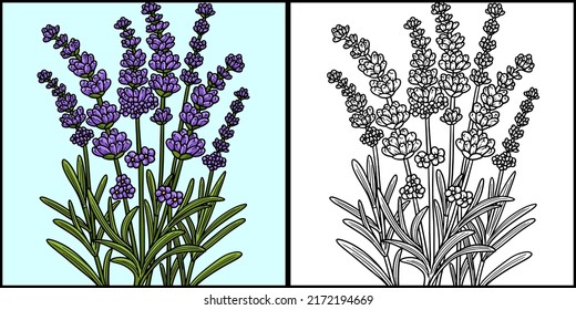 Lavender flower coloring page colored illustration stock vector royalty free