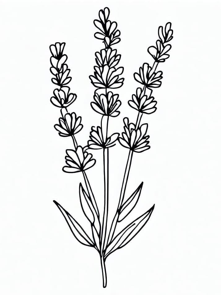 Lavender free coloring page