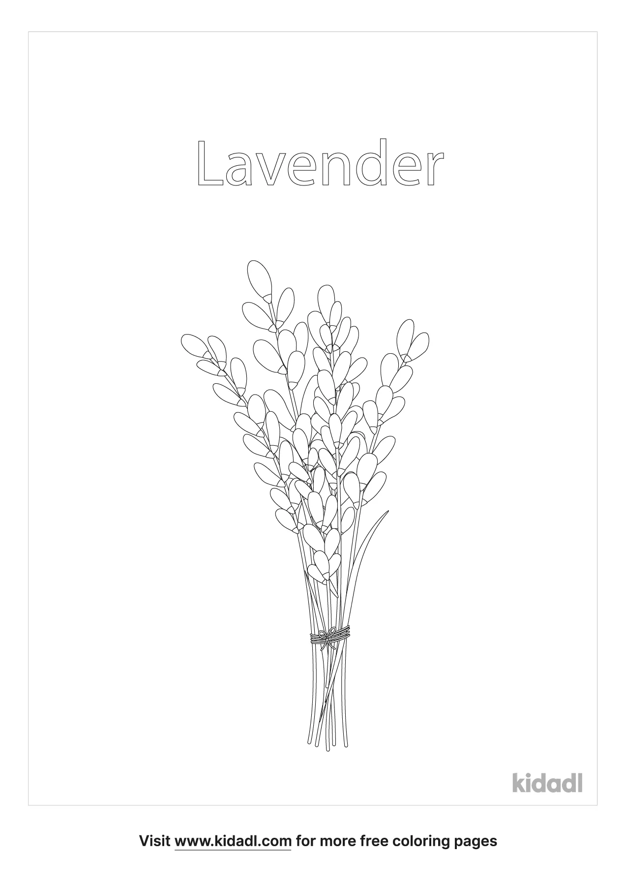 Free lavender coloring page coloring page printables