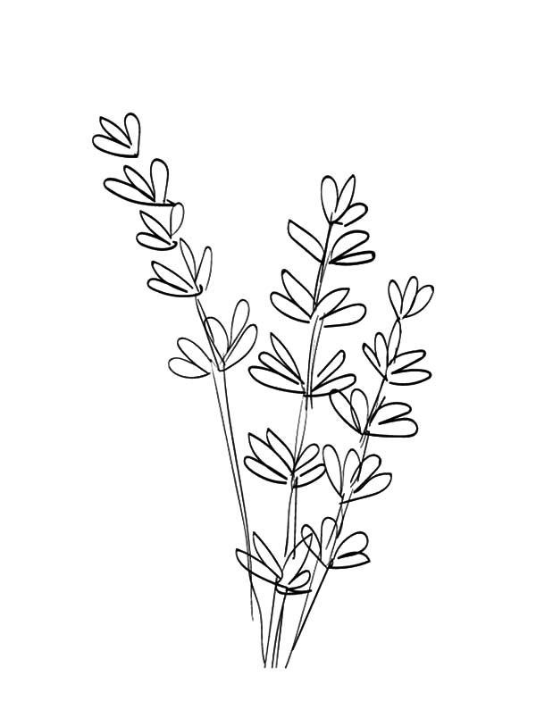 Line drawing lavender line art flowers flower line drawings flower coloring pages