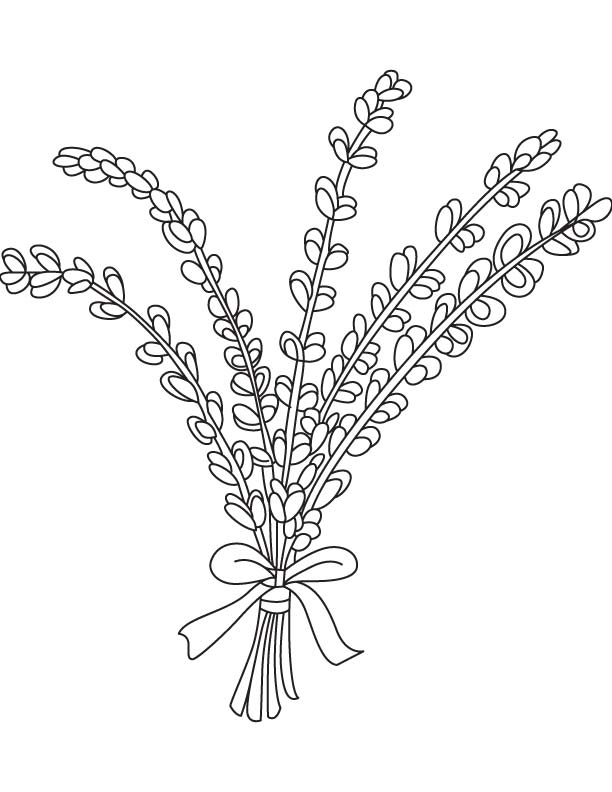 Bunch of lavandula coloring page download free bunch of lavandula coloring page for kids best coloring pages