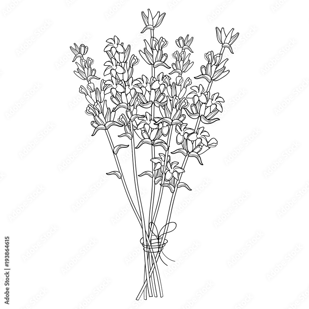 Vector bouquet with outline lavender flower bunch and bud in black isolated on white background ornate perfume lavender herb in contour style for summer design and coloring book vector