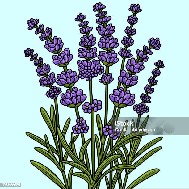 Lavender flower colored cartoon illustration stock illustration