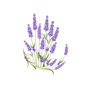 Lavender coloring page