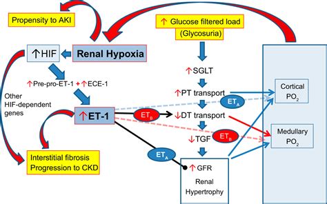 Endothel the kidney colloquium series on tegrated systems physiology from molerika i boesen