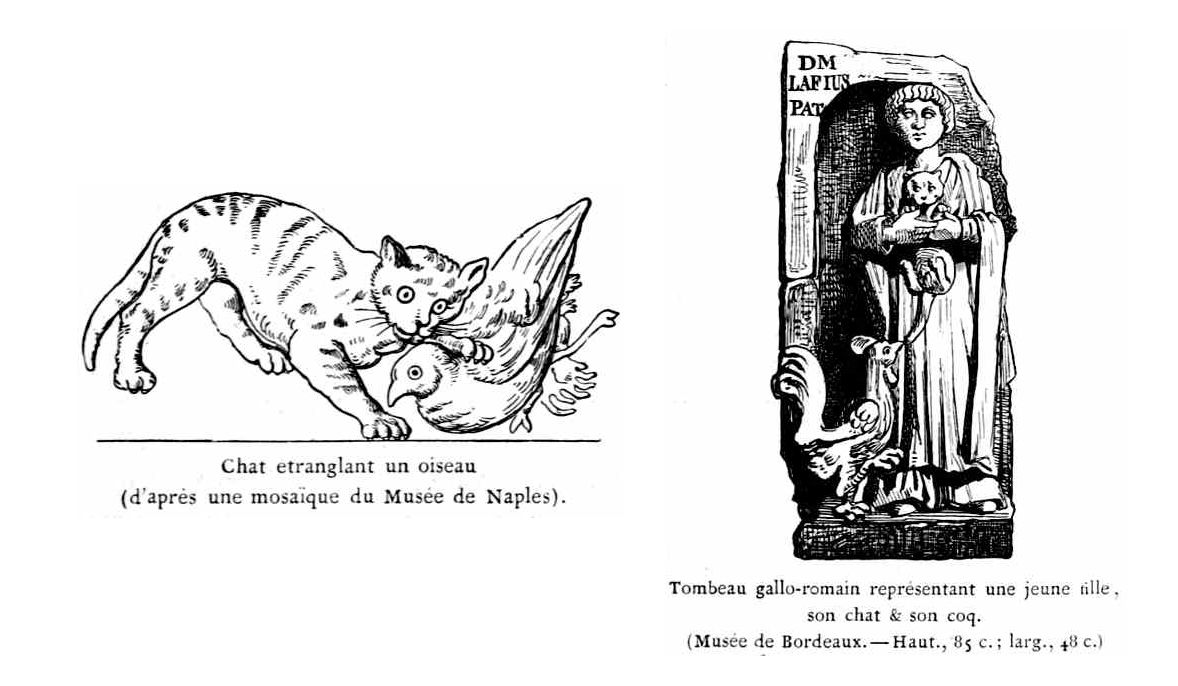 The cat past and present from the french of m champfleury