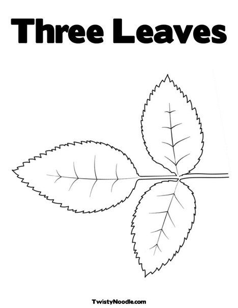 Rose leaves coloring page vicki smallwood smallwood judge good printable for rose napkin use only top leaf anâ leaf coloring page leaf coloring leaf template