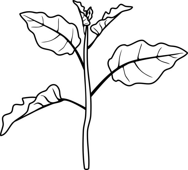 Coloring page eggplant stem with leaves stock illustration