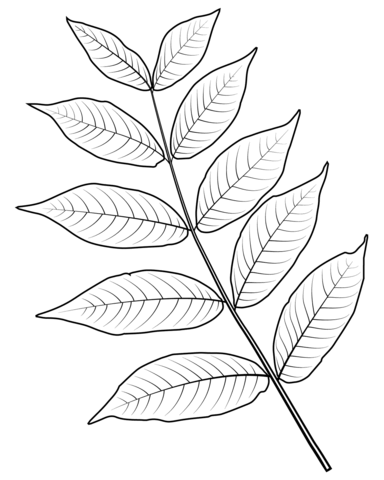 Black walnut leaf coloring page free printable coloring pages