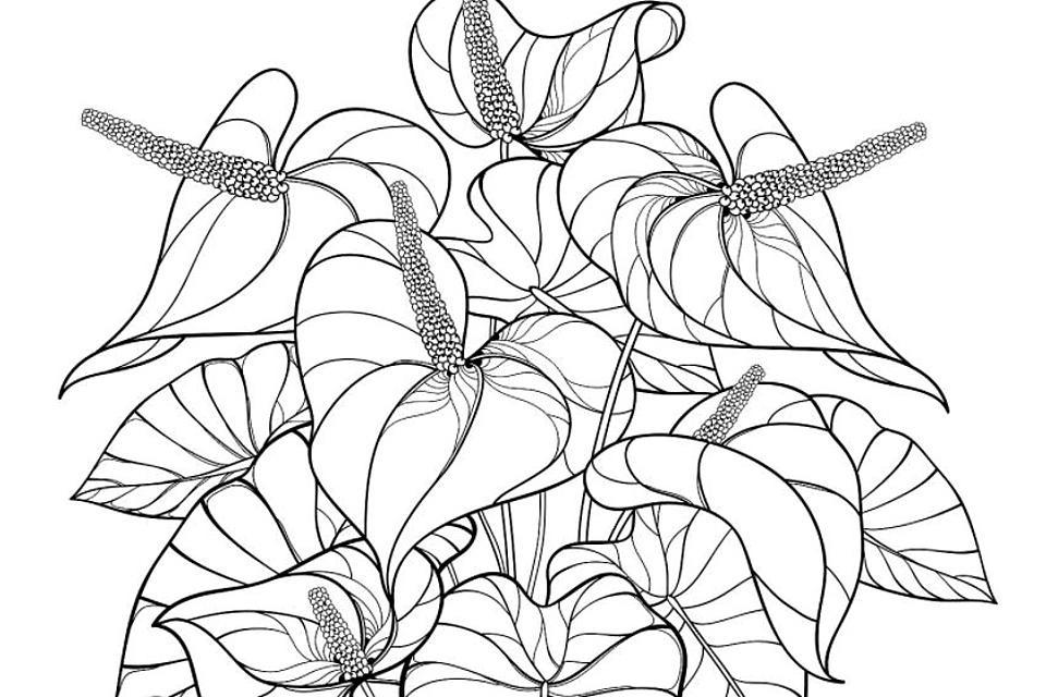 Houseplants coloring pages free printable coloring pages of plants for plant lovers printables mom