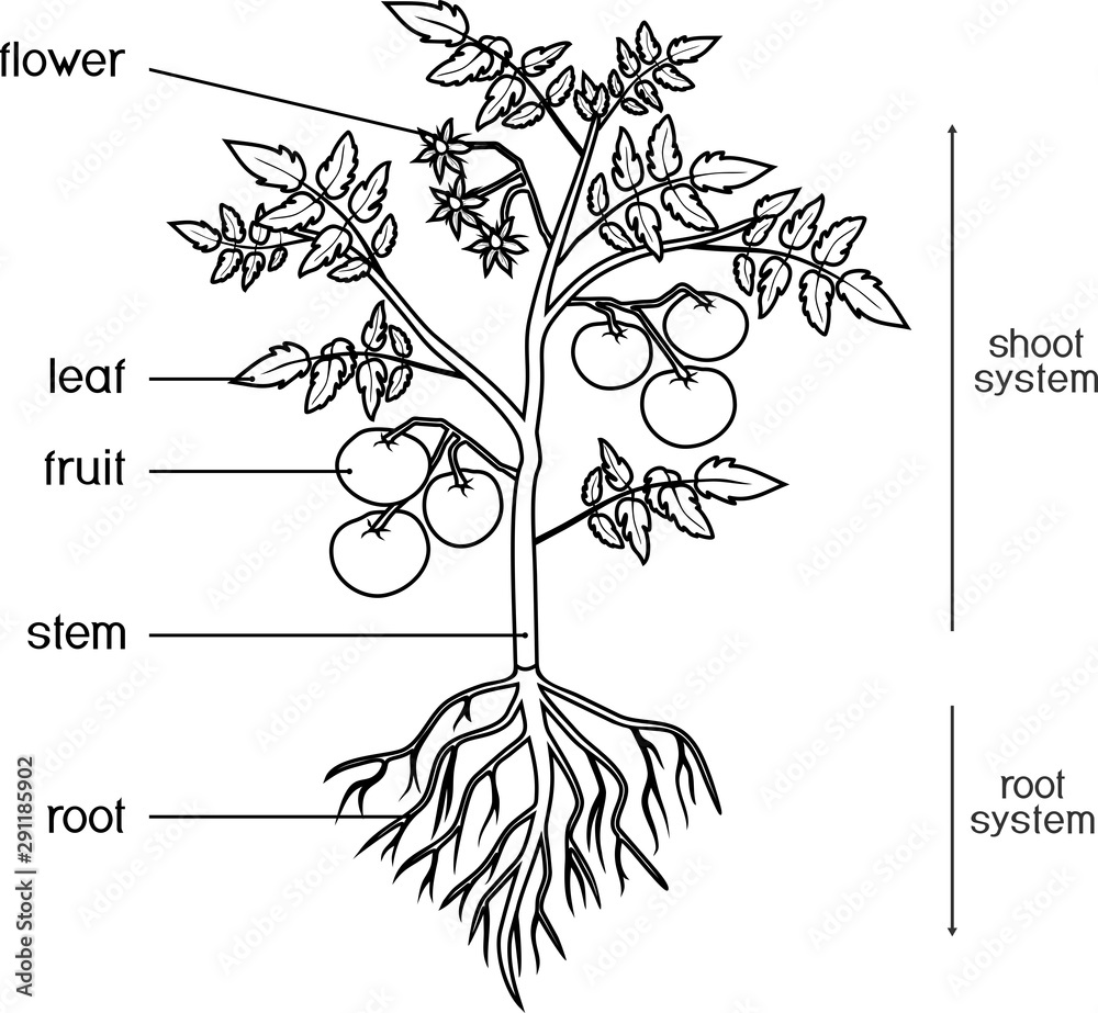 Coloring page parts of plant morphology of tomato plant with leaves fruits flowers and root system isolated on white background with titles vector