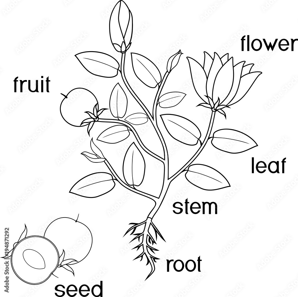 Coloring page parts of plant morphology of flowering plant with root system flowers fruit and titles vector