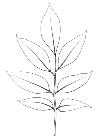 Arizona ash leaf coloring page free printable coloring pages