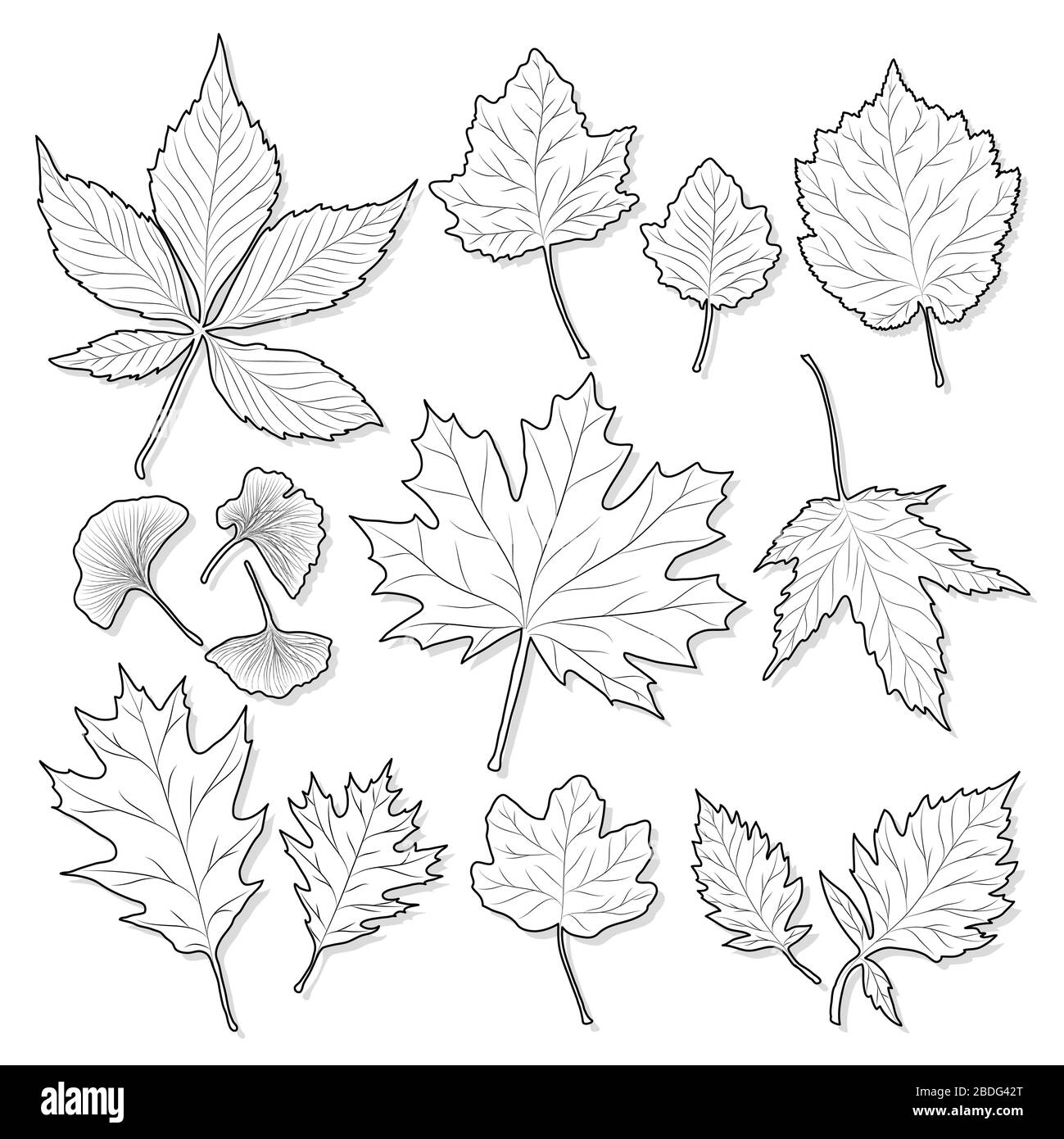 Leaf coloring pages hi