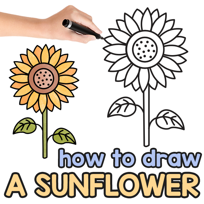 How to draw a sunflower â step by step drawing tutorial