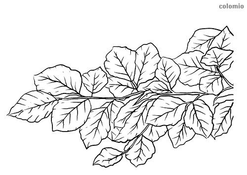 Leaves coloring pages free printable leaf coloring sheets