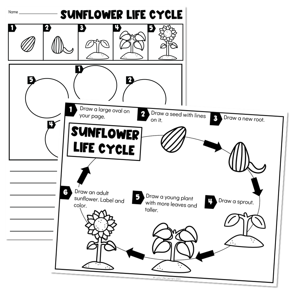 Life cycles