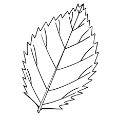 Top free printable leaf coloring pages online