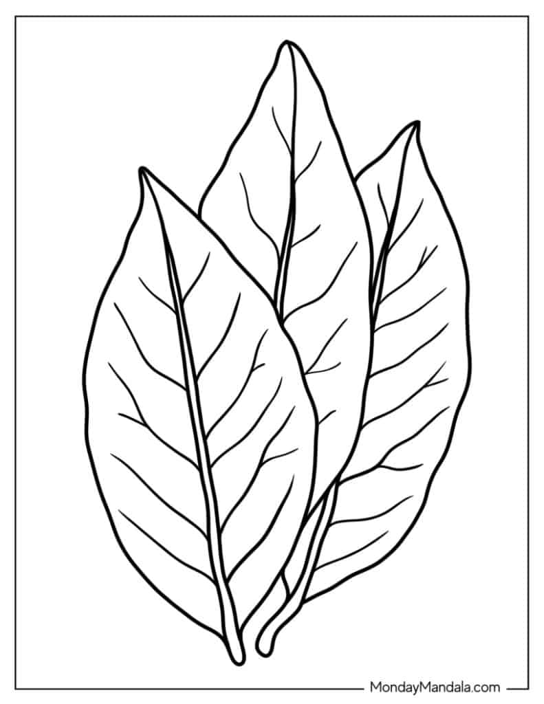 Leaf coloring pages free pdf printables