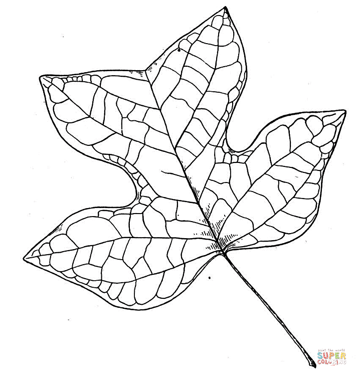 Tulip tree leaf coloring page free printable coloring pages