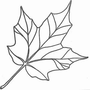 Maple leaf coloring pages printable for free download