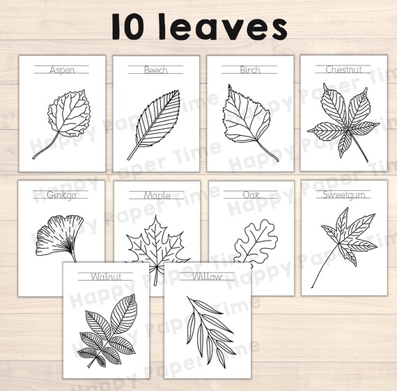 Leaf coloring pages fall autumn leaves printable nature biology art craft activity for kids with tracing pdf file instant download