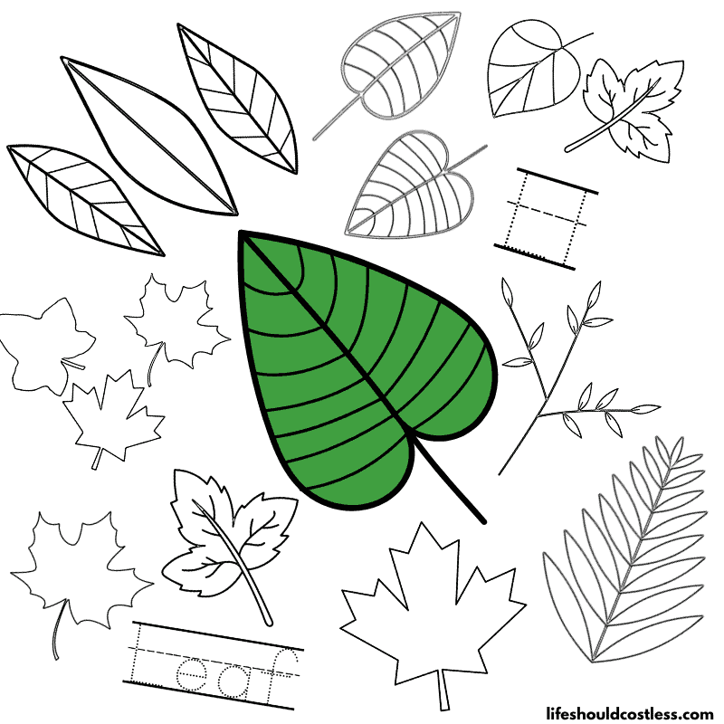 Leaf coloring pages free printable pdf templates