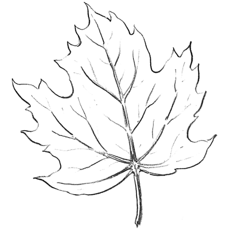 How to draw maple leaves