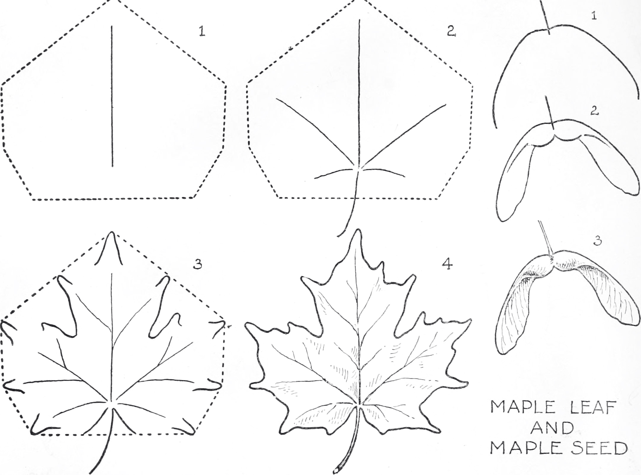 How to draw maple leaf and seed easy step by step instruction free printable puzzle games