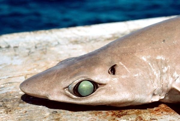 Gulper shark â ocean treasures memorial library