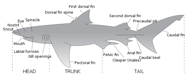 What is the meaning of the shark in relation to sharks