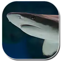 Types of sharks shark species list with images info