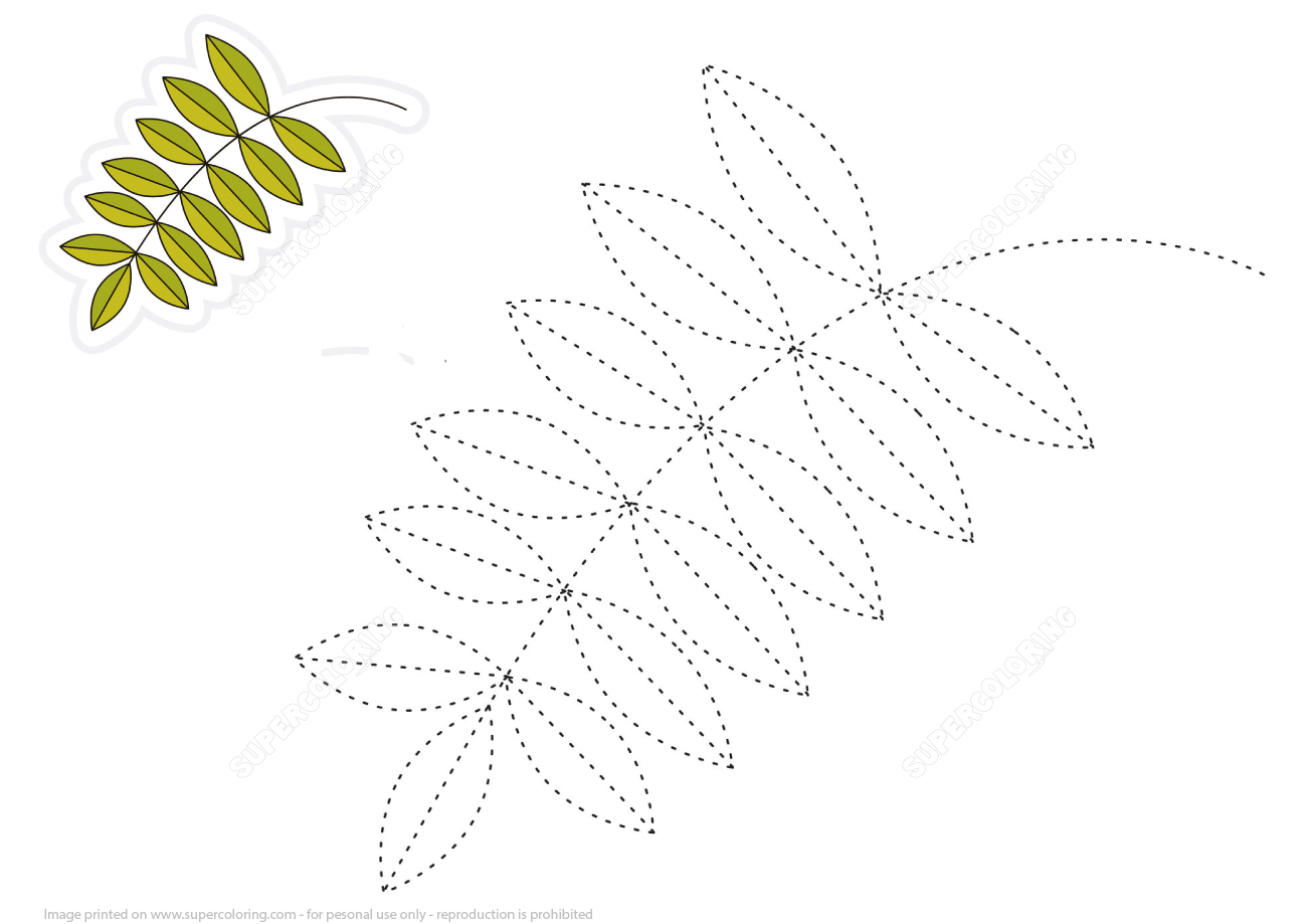 Trace lines of ash leaf and color the picture free printable puzzle games