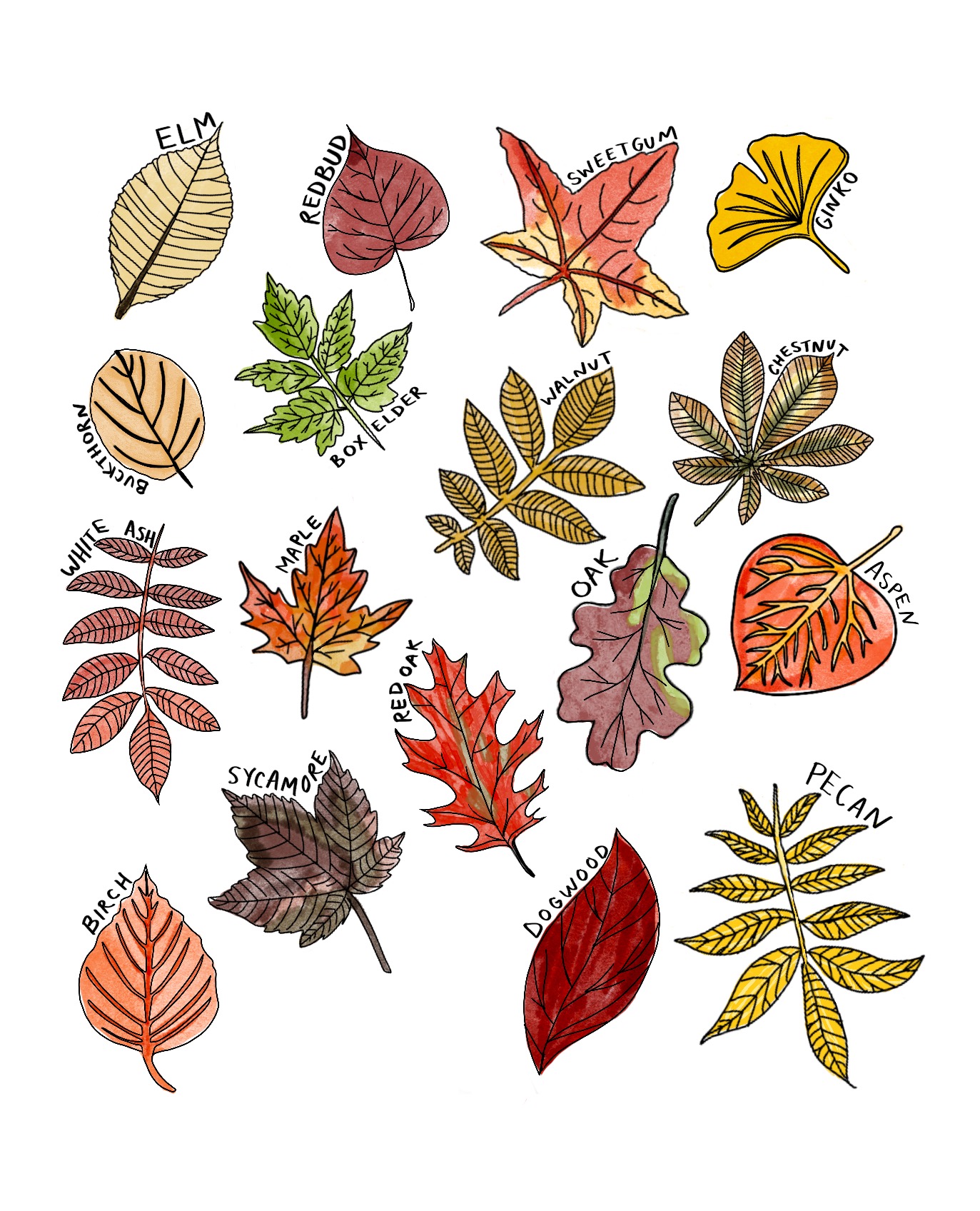 Leaves chart coloring page â homestead mamas