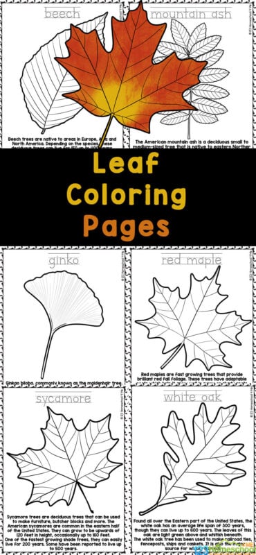 Free fall leaf coloring pages with realistic pictures to color