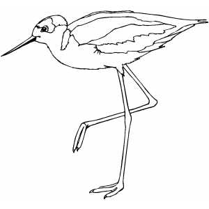 Sandpiper on one leg coloring page